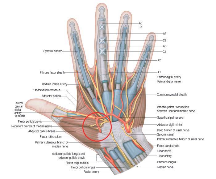 Иннервация кисти и пальцев схема