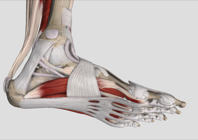 Подошвенный апоневроз фото