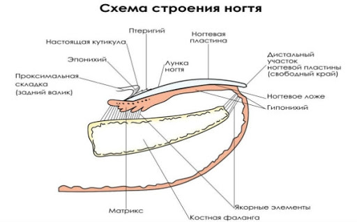 строение ногтя