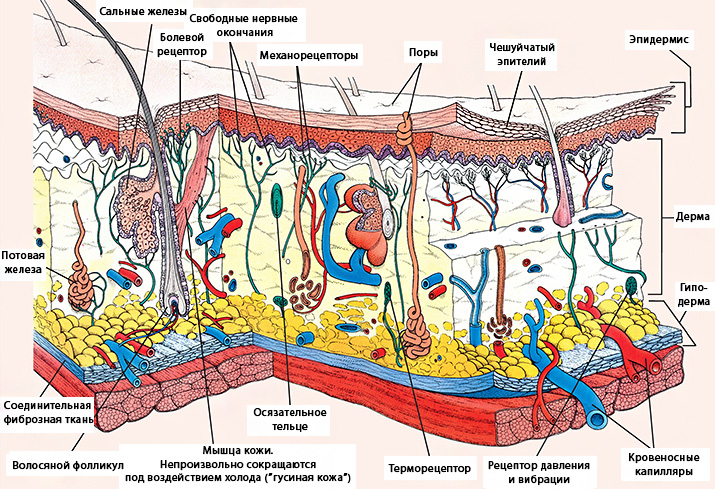 В каком слое кожи кровеносные сосуды